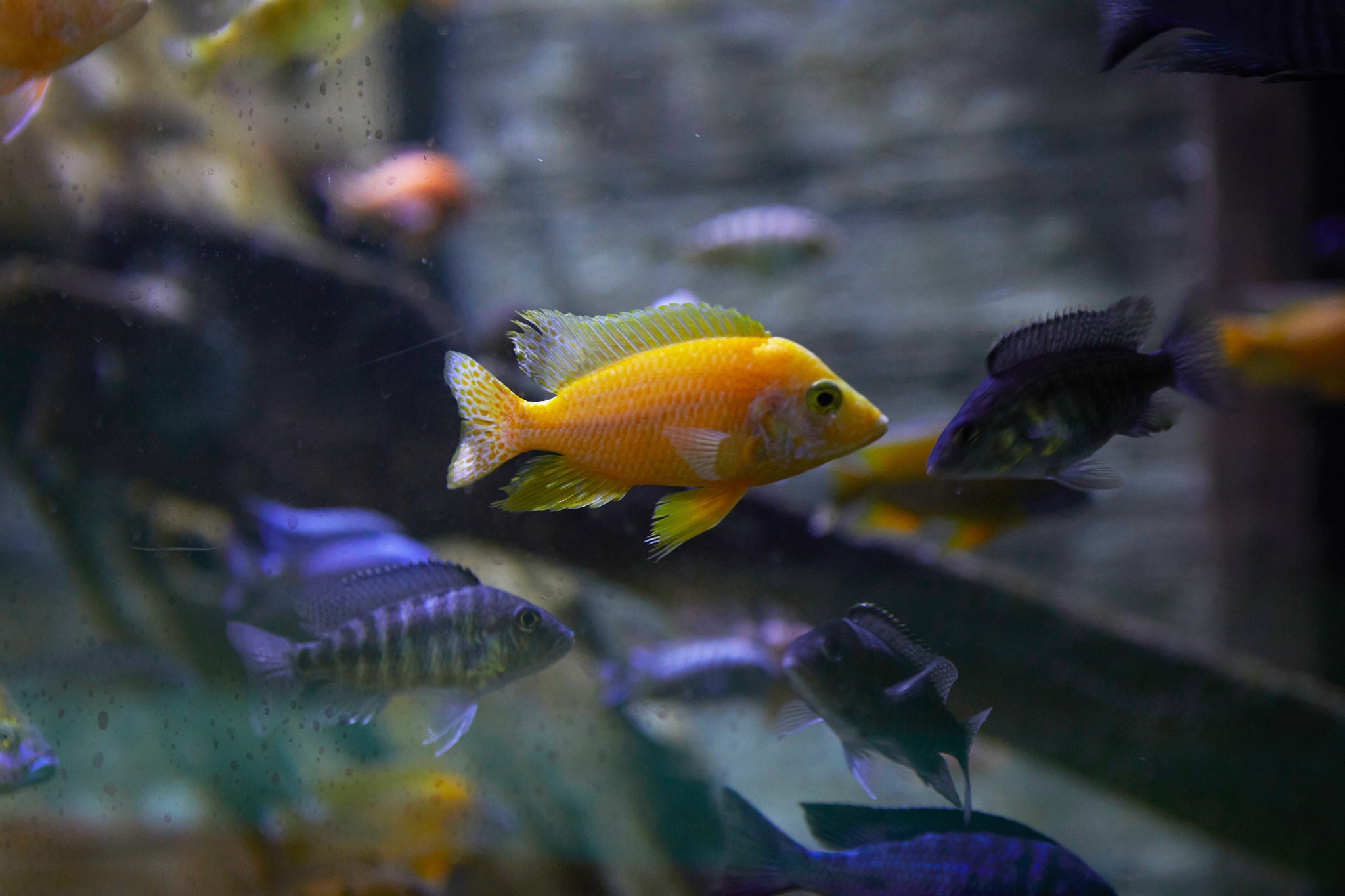 Tropische vissen zwemmen rond in het Aquarium.