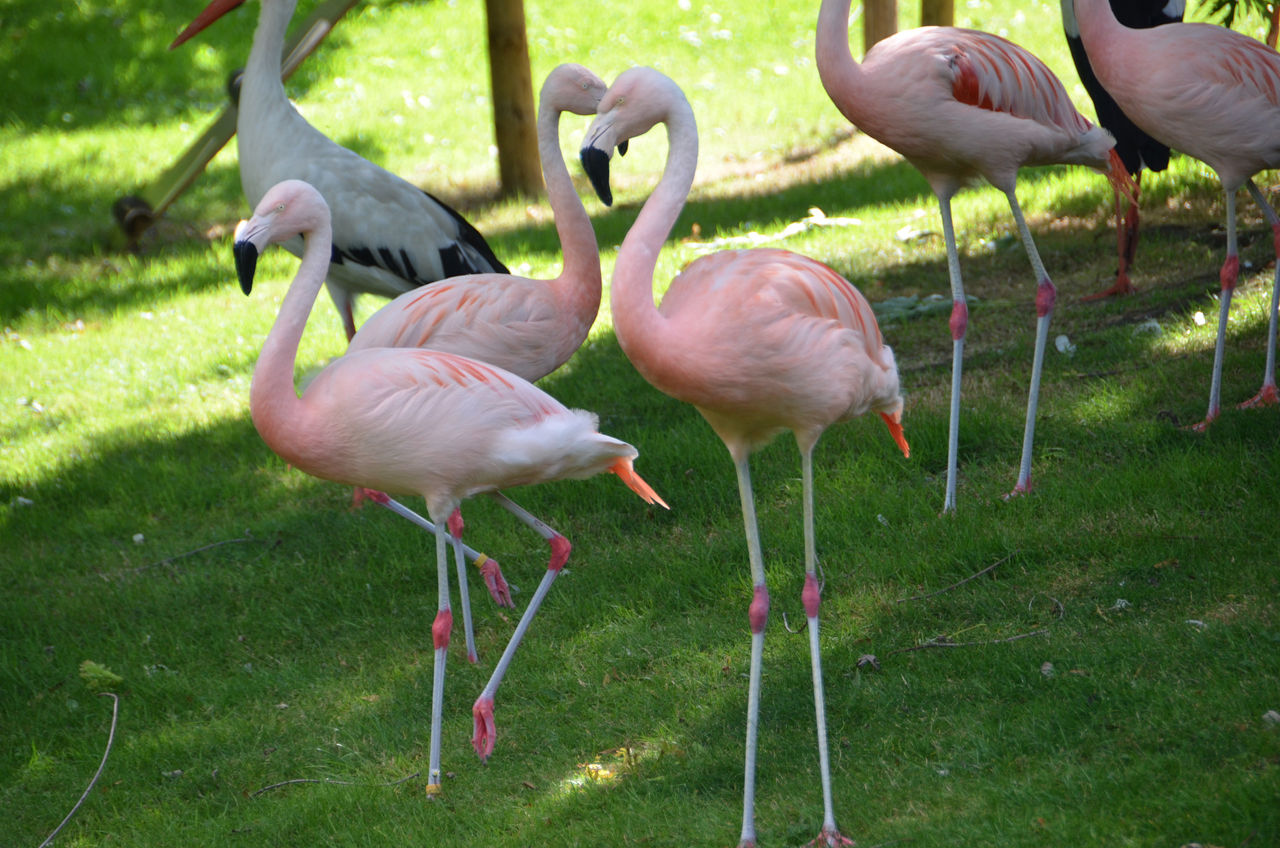 Chileense flamingo's in gras.