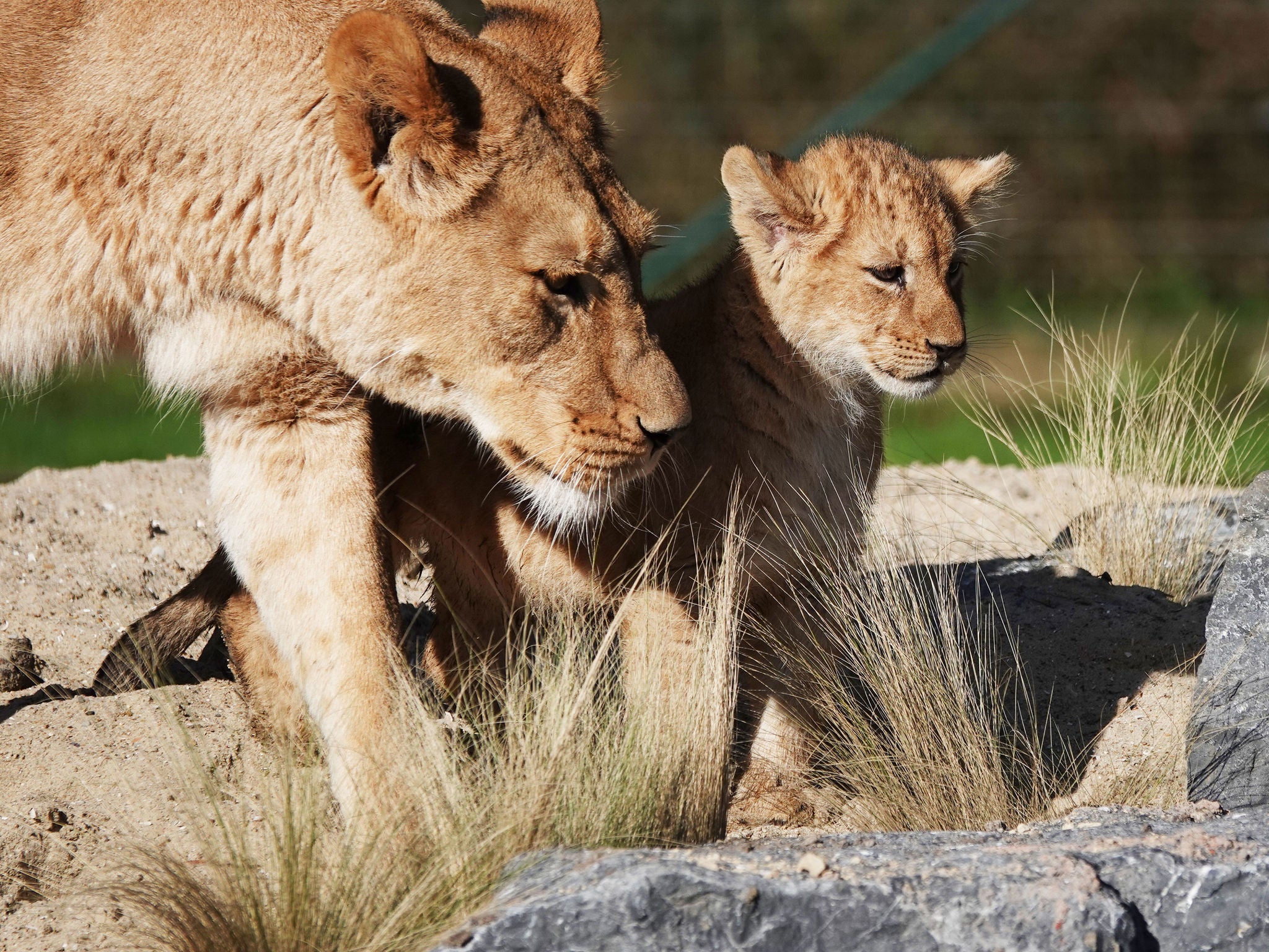 Leeuwin Zari loopt samen met haar welp Akila door het zand.
