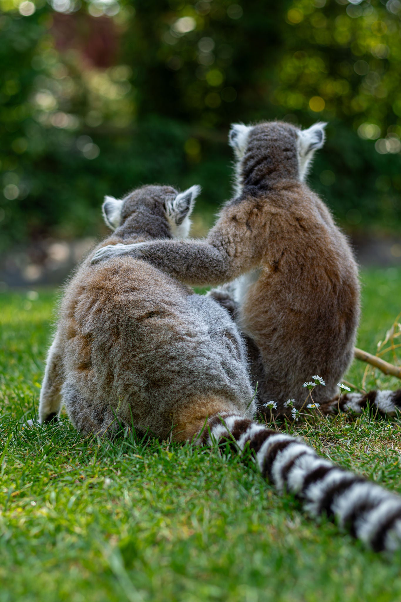 De ene ringstaartmaki omarmt de andere ringstaartmaki in het gras.