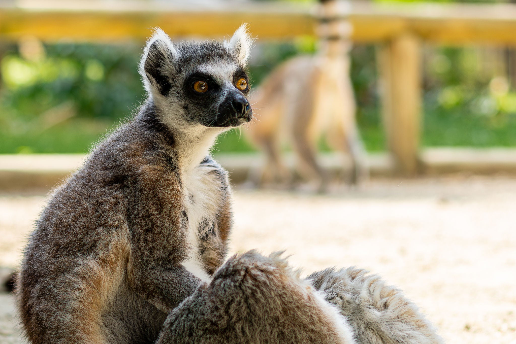 Ringstaartmaki met in de achtergrond een omheining.