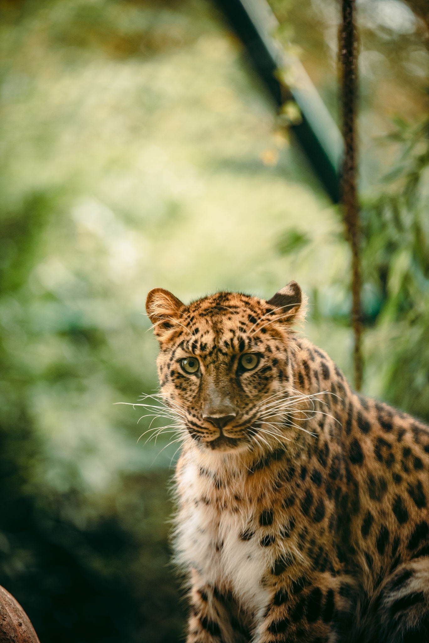 Close-up van een amoerluipaard.