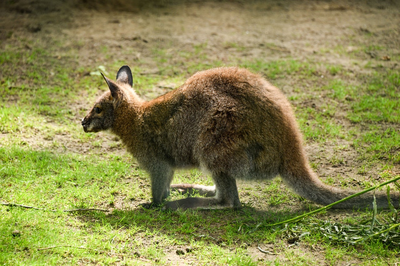 Bennett wallaby