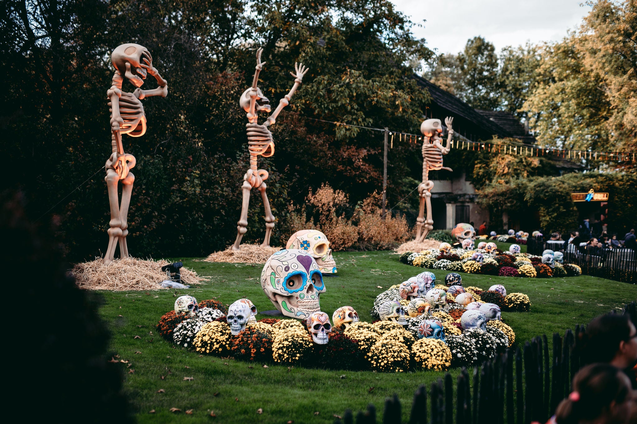 Grote skeletten en chrysanten als halloweendecoratie.