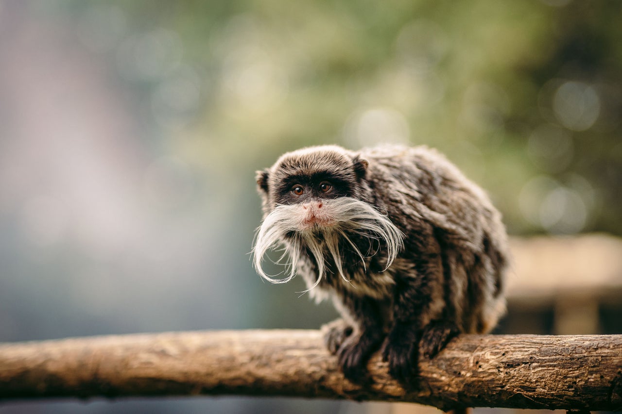 Tamarin empereur