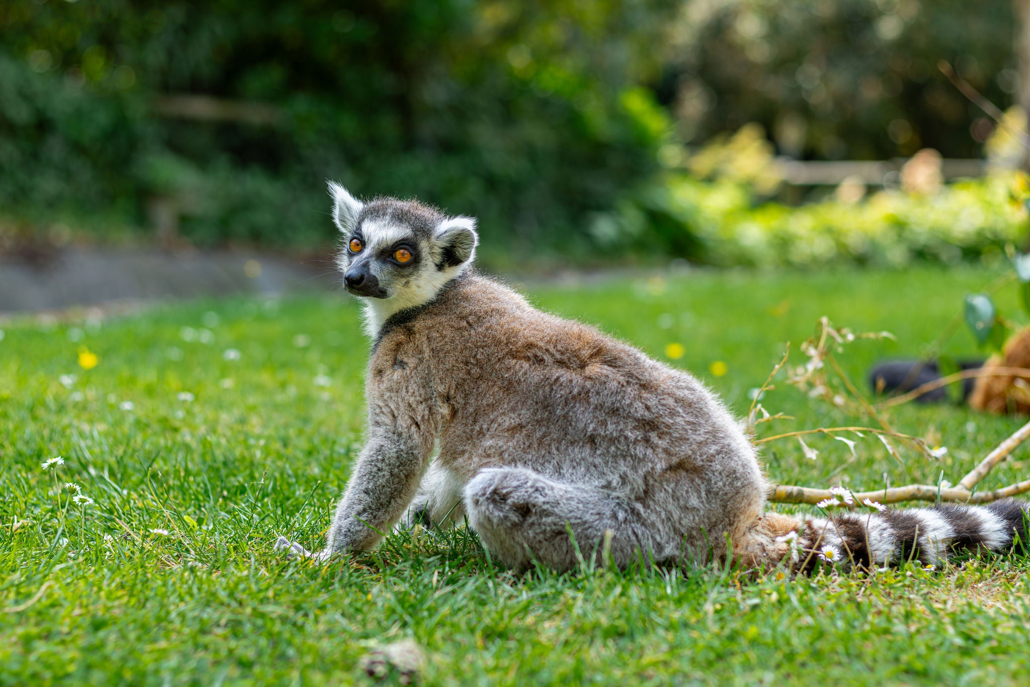 Ringstaartmaki zit in het gras.