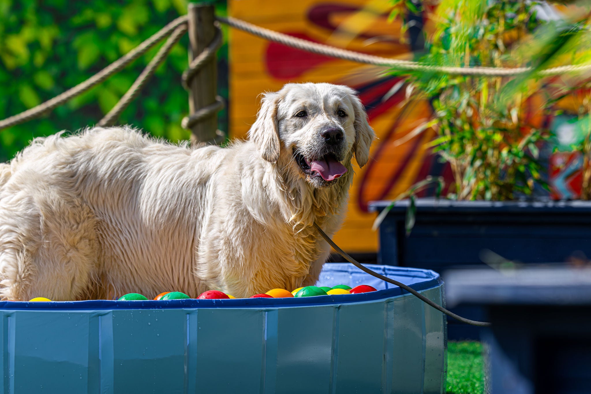 Hond speelt in een ballenbad tijdens Dog Days.