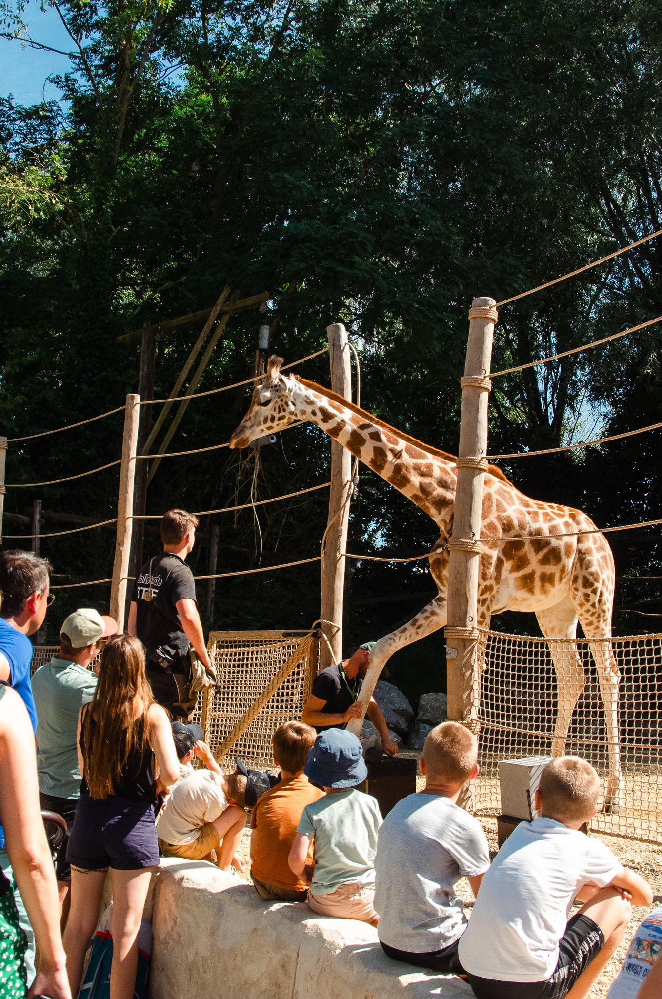 Rothschildgiraf Kamala wordt door de dierenverzorgers en in bijzijn van het publiek getraind.