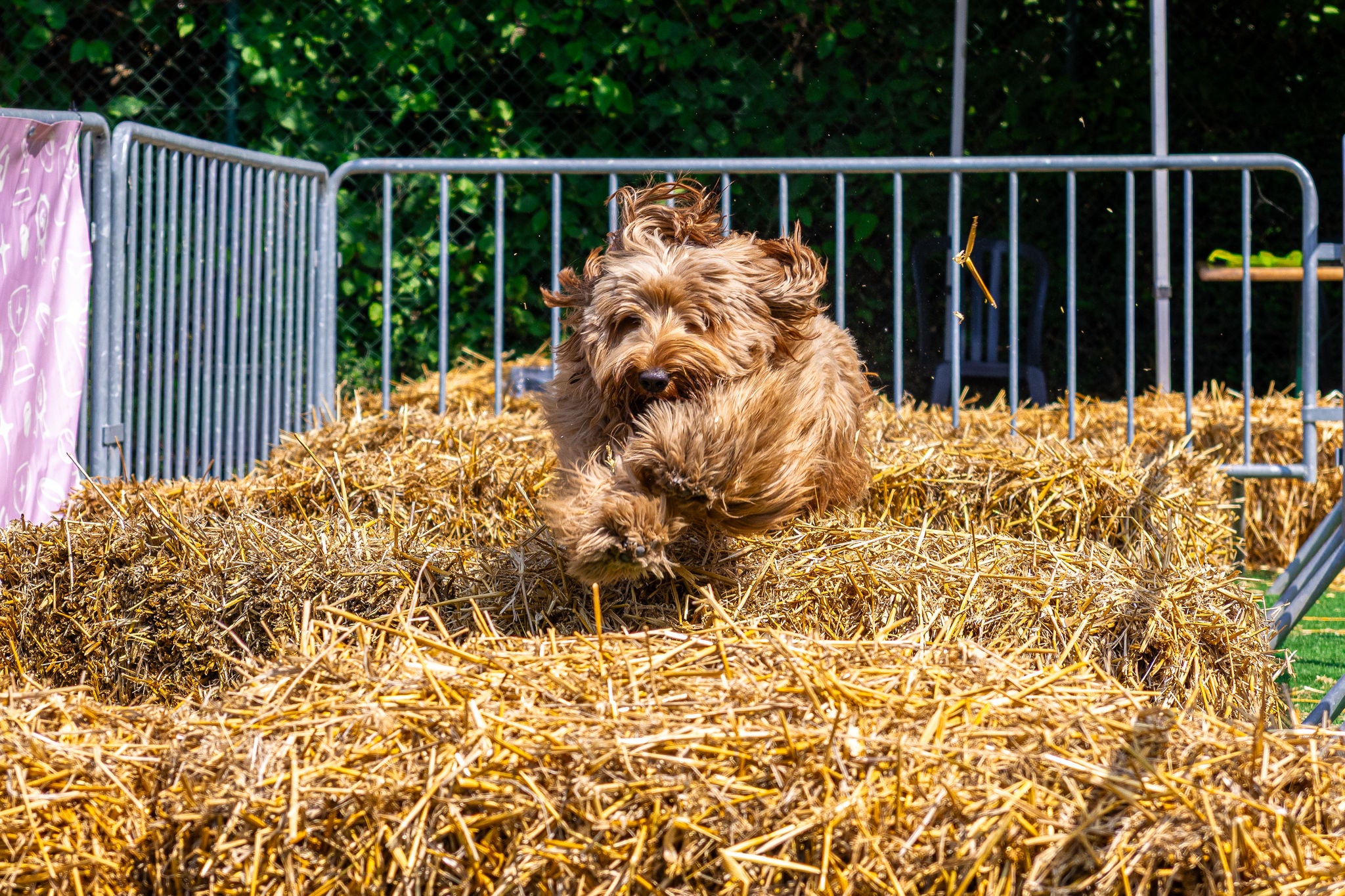 Hond springt over strobalen tijdens Dog Days.