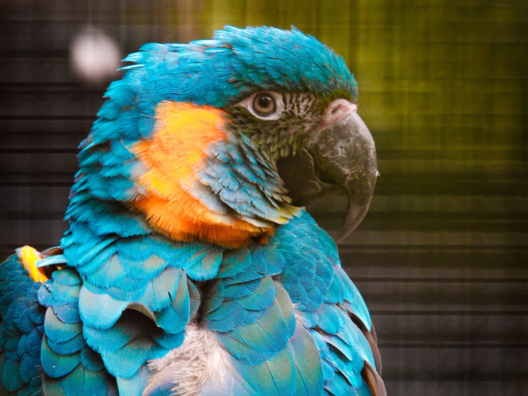 Close-up van een blauwkeelara.