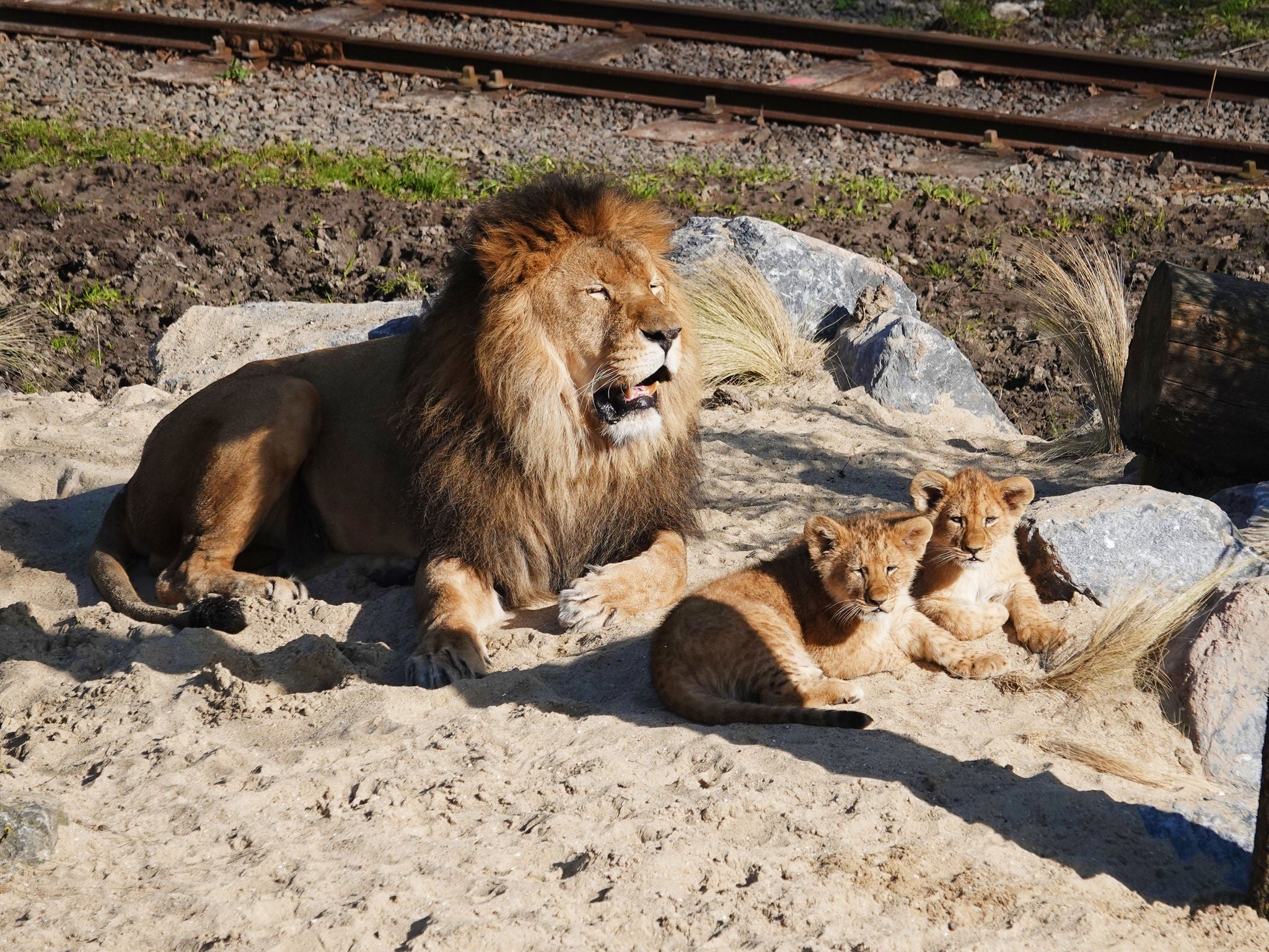 Leeuw Nestor ligt samen met zijn welpen Kibo en Akila in het zand.